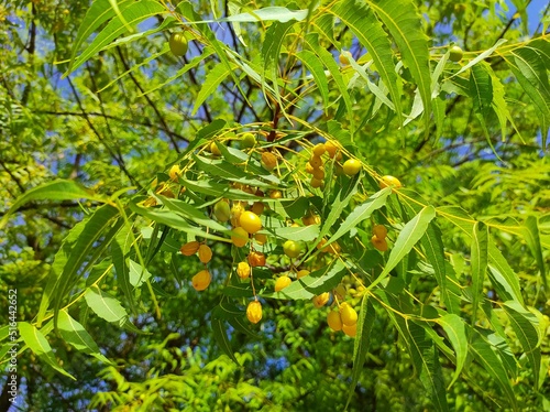 Closeup Shot Of Neem Tree Fruits And Leaves photo