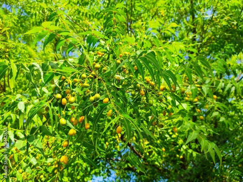 Closeup Shot Of Neem Tree Fruits And Leaves photo