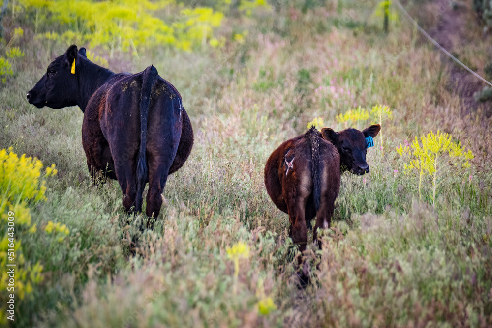 Black Angus Cow in Free Range Pasture Black Angus Cow in Free Range Pasture