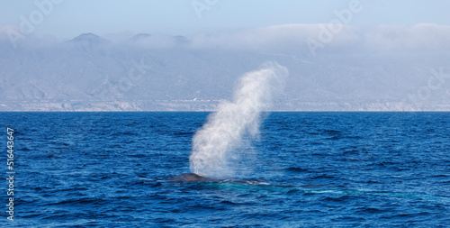 Fotografia Blue whale (Balaenoptera musculus) blow spout on surface off the coast of Califo
