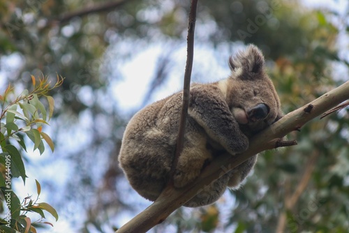 Photography Closeup shot of a cute sleeping koala on the branch