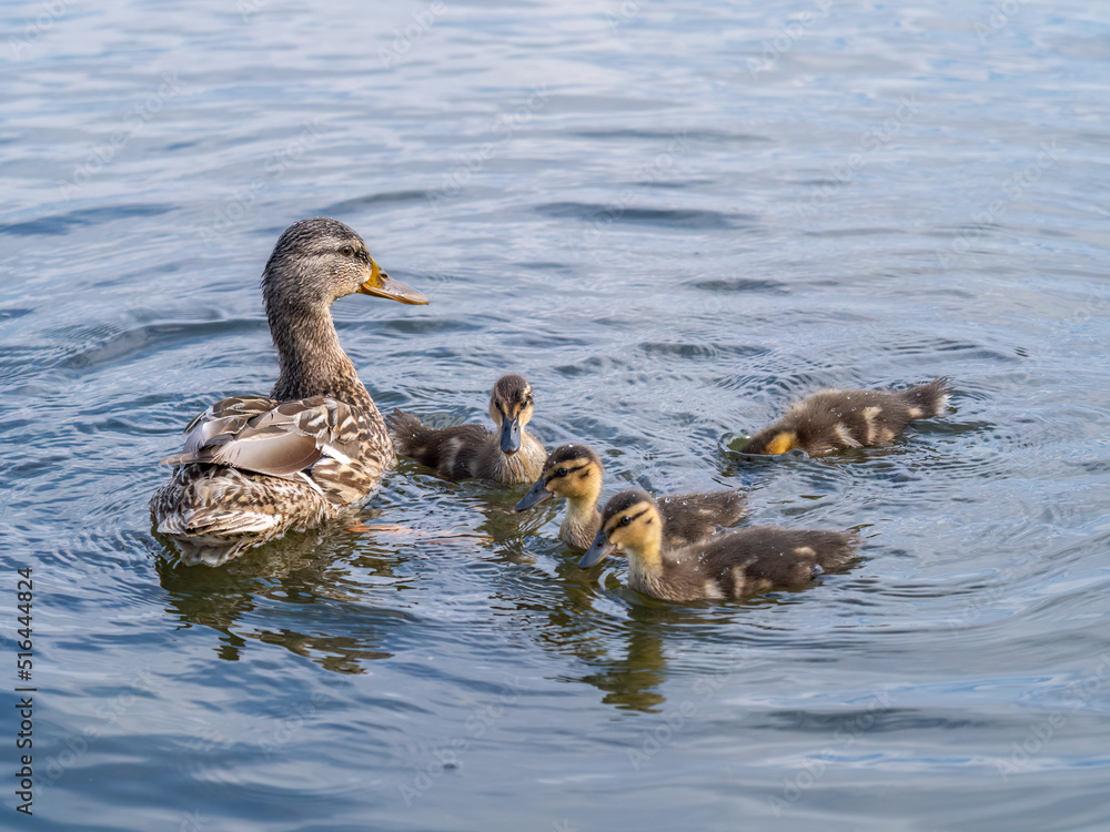 A family of ducks, a duck and its little ducklings are swimming in the water. The duck takes care of its newborn ducklings. Mallard, lat. Anas platyrhynchos