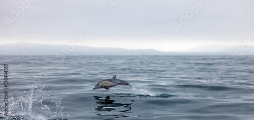 dolphin jumping out of water  