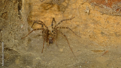 Closeup of Zoropsis spinimana, a spider species belonging to the family Zoropsidae. photo