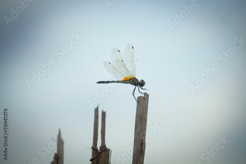 A grasshopper sits on a jute stick with a white background