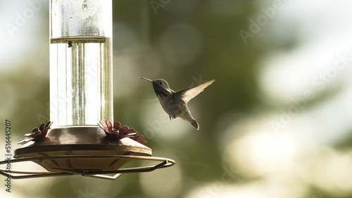 Closeup of the calliope hummingbird hovering near the feeder. photo