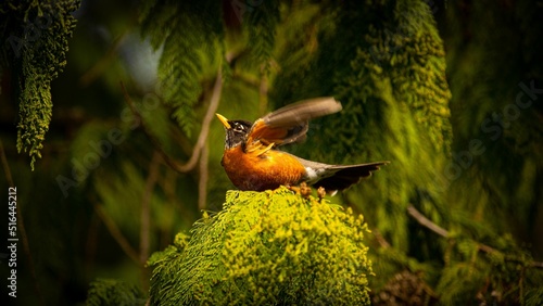 Closeup of the American robin, Turdus migratorius about to take flight. photo
