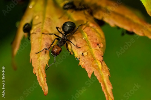 Closeup shot of ants on wet leaf in North Bend, Washington photo