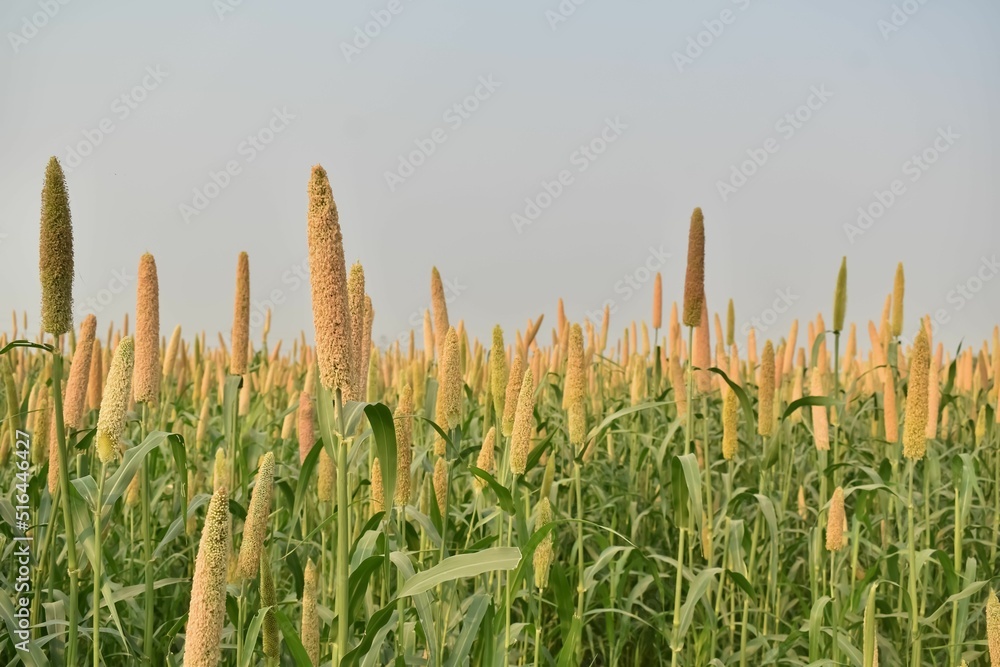 Fotografia do Stock A Picture of Millet farm in India Millets and corn