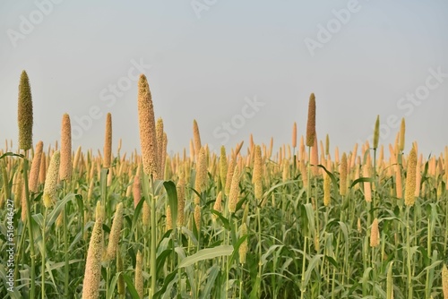 A Picture of Millet farm  in India  Millets and corn are grown in most part of India photo