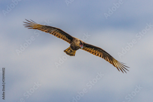 A hawk flying in the bright sky looking for prey