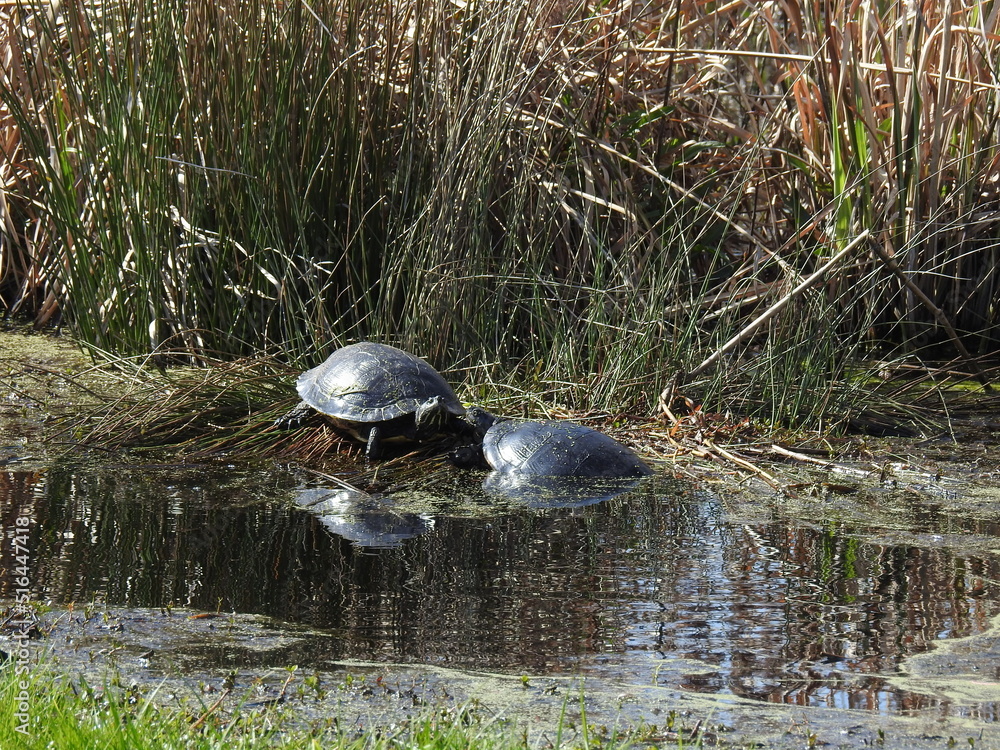 Fototapeta premium Yellow-bellied slider turtles enjoying a sunny day in the Great Dismal Swamp National Wildlife Refuge, Suffolk, Virginia.