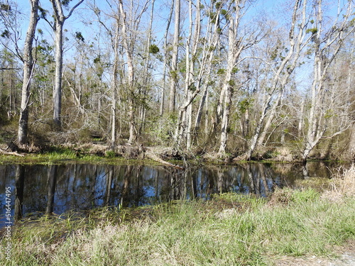 The natural beauty of the Great Dismal Swamp National Wildlife Refuge, in Suffolk, Virginia.