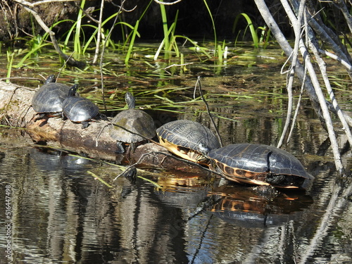 A group of aquatic turtles sunbathing on a log in the Great Dismal Swamp National Wildlife Refuge, Suffolk, Virginia.