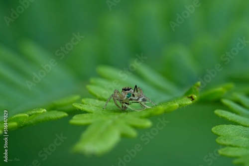 Closeup shot of a Maevia inclemens spider on a green leaf with blurred green background photo