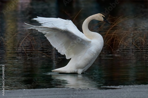 Closeup shot of a trumpeter swan flapping its wings on lake photo
