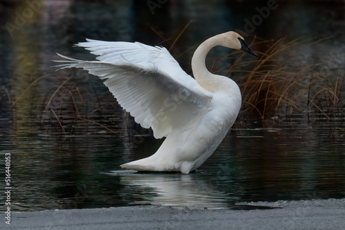 Quadro em tela Closeup shot of a trumpeter swan flapping its wings on lake