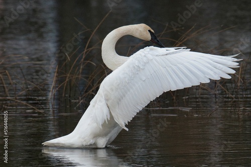 Closeup shot of a trumpeter swan with open wings on lake