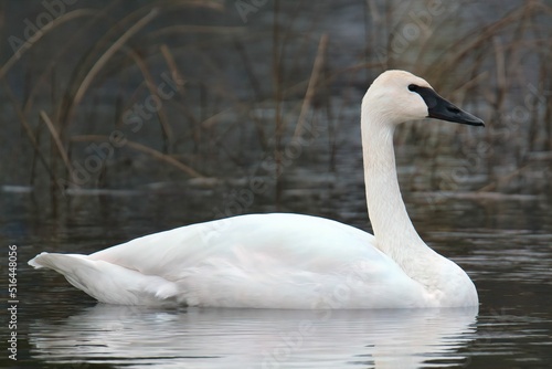 Closeup shot of a trumpeter swan on lake photo