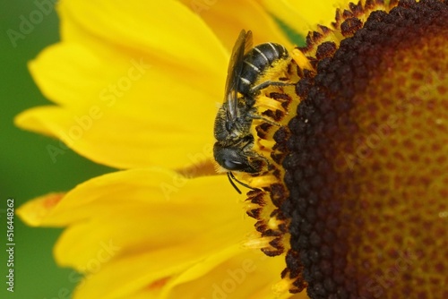 Closeup on a female Large-headed Armoured resin bee, Heriades truncorum, collecting pollen photo