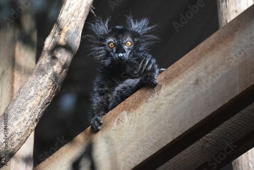 Cute black lemur (Eulemur macaco) looking at the camera photo