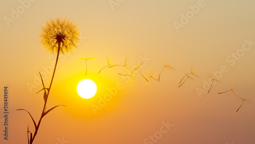 Dandelion seeds are flying against the background of the sunset sky. Floral botany of nature