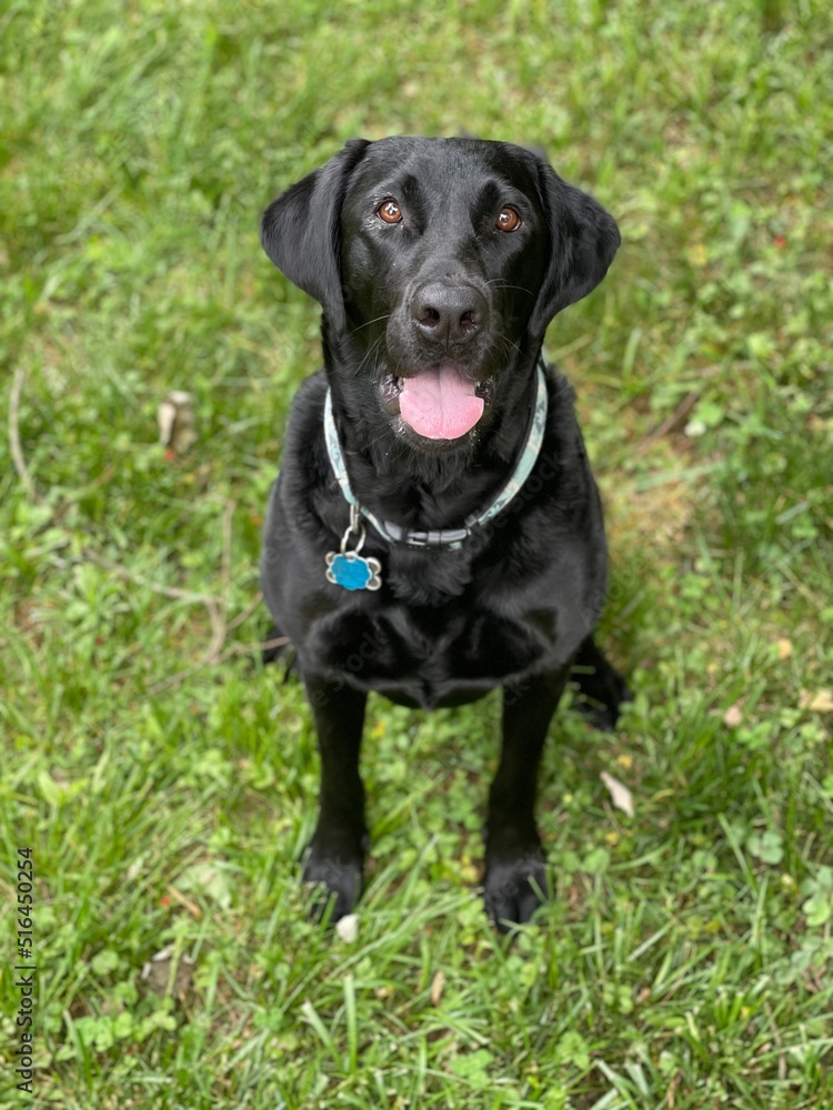 black labrador retriever black labrador retriever