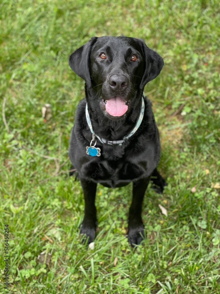 black labrador retriever