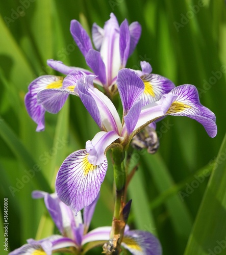 Closeup of harlequin blueflag (Iris versicolor) flower in a garden photo