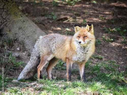 red fox vulpes © Jose