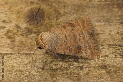 Closeup on the Uncertain owlet moth, Hoplodrina octogenaria sitt photo