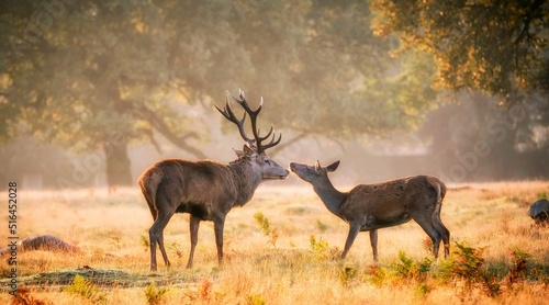 Foto Beautiful view of two deer in the field on a sunny day