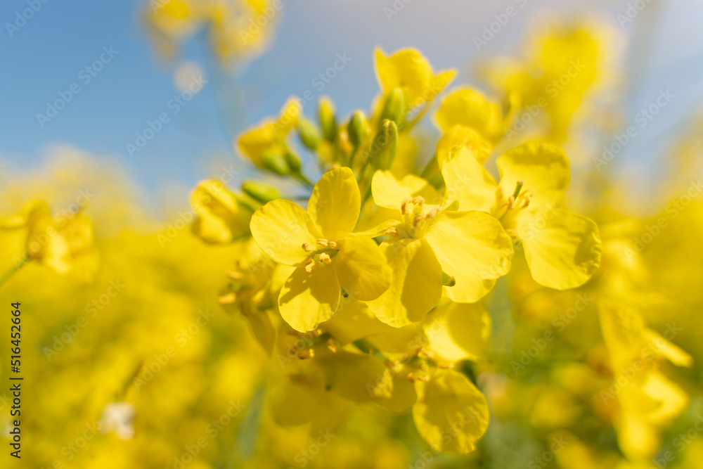 rapeseed flower on a rapeseed field background Space for text rapeseed flower on a rapeseed field background Space for text