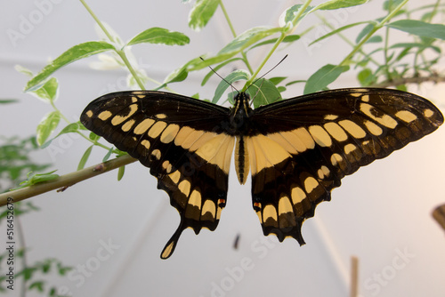 Exotic butterfly sitting on a twig with a red flower in the butterfly house of Jastrzebia Gora - Rozewie photo