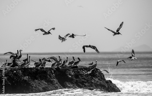Obraz na plátně Grayscale shot of many seabirds flying from the coast