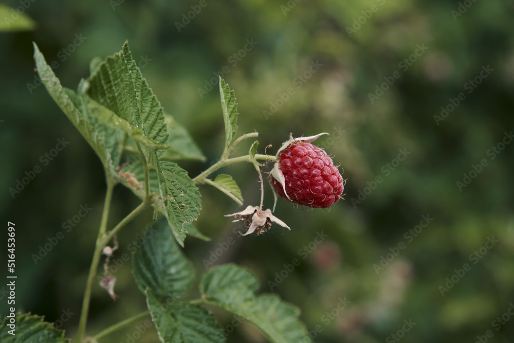 Bush of ripe red raspberries close-up in the garden on a green background. Horizontally. Bush of ripe red raspberries close-up in the garden on a green background. Horizontally.