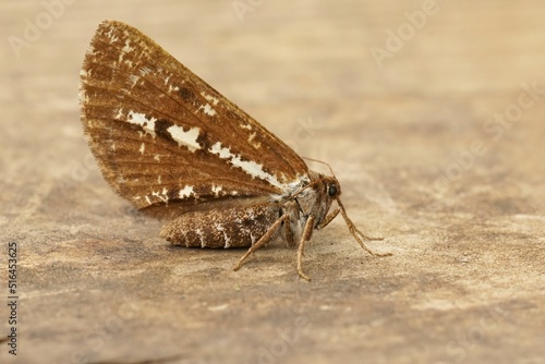 Closeup on a Bupalus piniaria moth,  Bupalus piniaria sitting photo