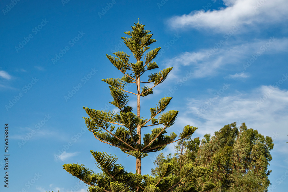 Cook pine tree closeup in sunny summer day