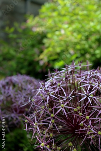 Vertical closeup of Allium cristophii, the Persian onion or star of Persia. Selected focus. photo