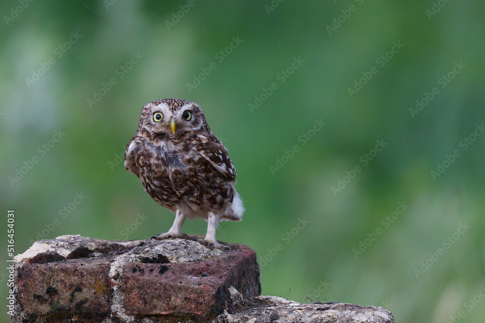 Little owl (Athene noctua) sitting on a branch in the meadows in the Netherlands with a green background Little owl (Athene noctua) sitting on a branch in the meadows in the Netherlands with a green background