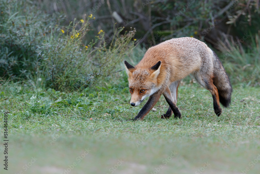 Red Fox (vulpes vulpes) searching for food in the dunes of the Amsterdam water supply area near the village of Zandvoort