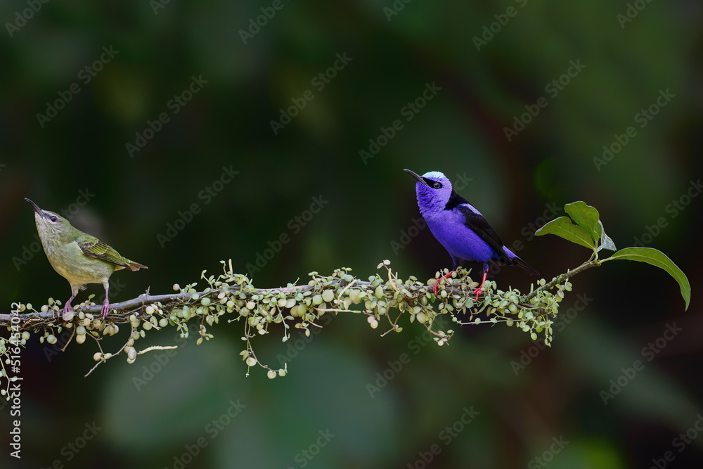 Fototapeta premium Red-legged honeycreeper, Cyanerpes cyaneus,sitting on a branch in the rainforest in Costa Rica with a dark background and copy space