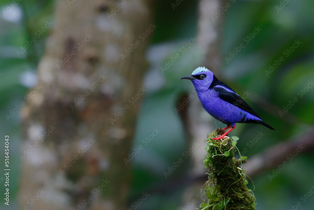 Red-legged honeycreeper, Cyanerpes cyaneus,sitting on a branch in the rainforest in Costa Rica with a dark background and copy space