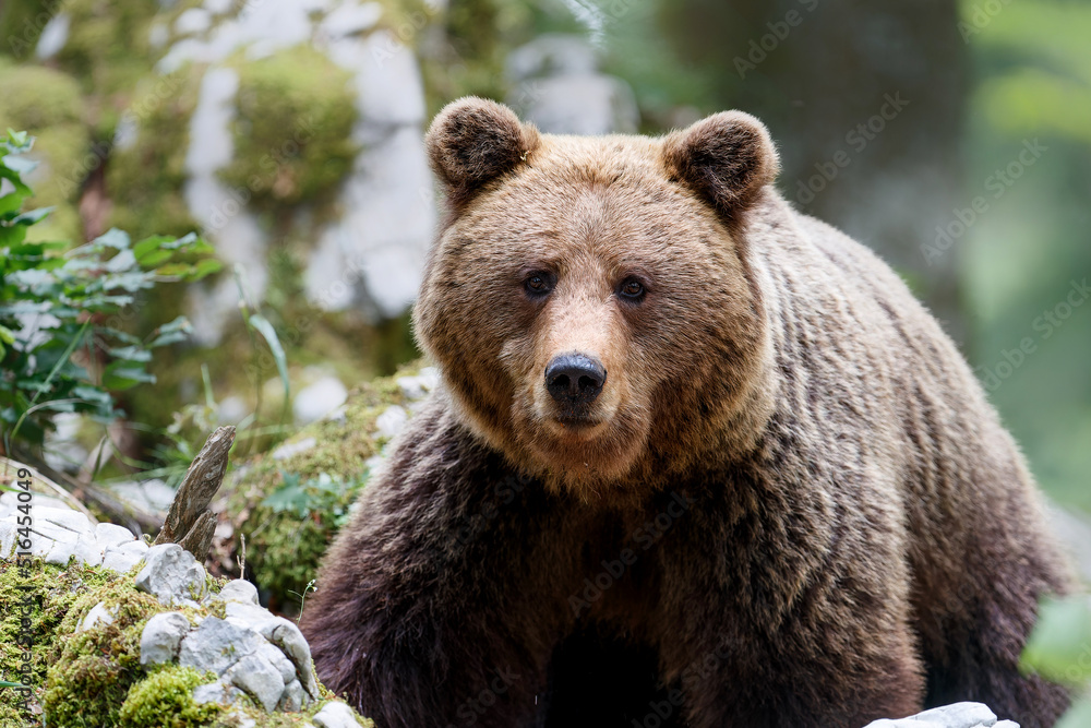 Brown bear - close encounter with a  wild brown bear eating in the forest and mountains of the Notranjska region in Slovenia