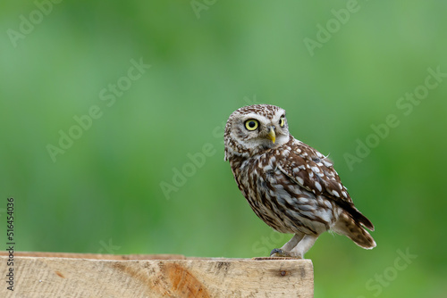 Little owl (Athene noctua) sitting on a branch in the meadows in the Netherlands with a green background