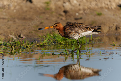 Black-tailed Godwit (Limosa Limosa) searching for food in the meadows in the Netherlands  © henk bogaard