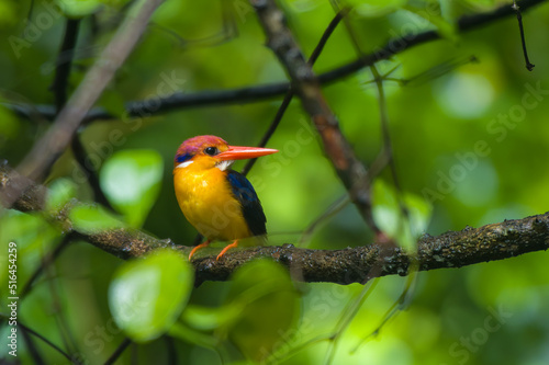 A Oriental Dwarf Kingfisher (Ceyx erithaca), also known as the black-backed kingfisher or three-toed kingfisher sitting on a branch in the rains at Karnala in Maharashtra, India photo