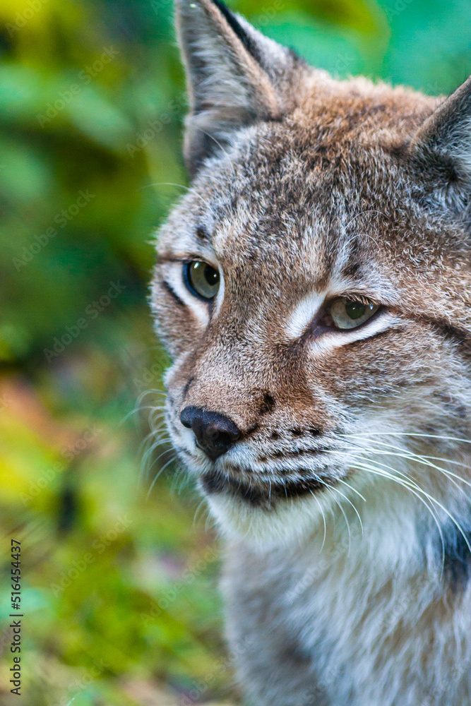 Portrait of a Eurasian lynx with greenish background Portrait of a Eurasian lynx with greenish background