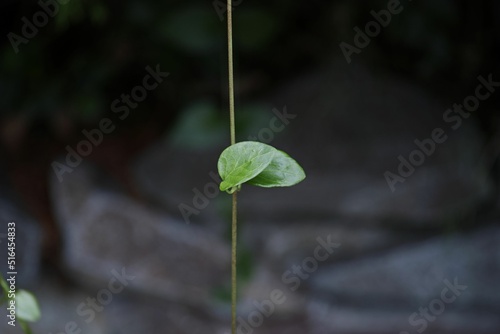 Closeup shot of a single pilea leaf