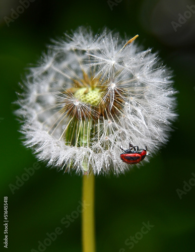 Dandelion with raindrops and red beetle. Nature. Macro. Zoomed.